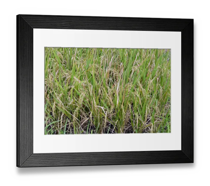 Framed Print : Ripe Rice grains on Rice plants -Oryza sativa-, rice paddy, Munduk, North Bali, Bali, Indonesia Framed Print : Ripe Rice grains on Rice plants -Oryza sativa-, rice paddy, Munduk, North Bali, Bali, Indonesia