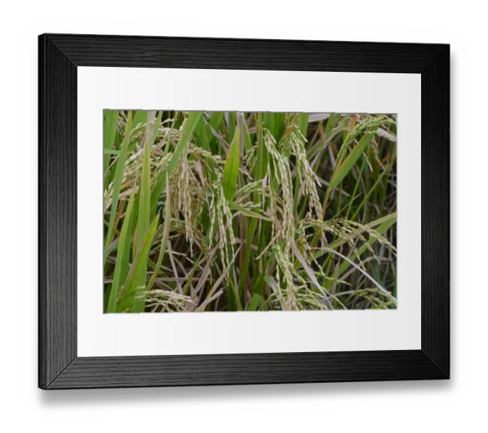 Framed Print : Ripe Rice grains on Rice plants -Oryza sativa-, rice paddy, Munduk, North Bali, Bali, Indonesia Framed Print : Ripe Rice grains on Rice plants -Oryza sativa-, rice paddy, Munduk, North Bali, Bali, Indonesia
