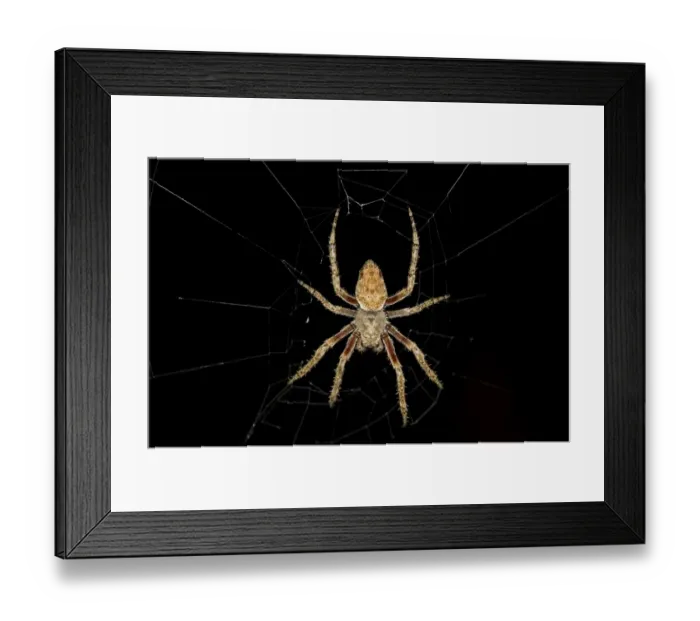 Framed Print : Hentz?s orbweaverr -Neoscona crucifera-, Tambopata National Reserve, Madre de Dios region, Peru Framed Print : Hentz?s orbweaverr -Neoscona crucifera-, Tambopata National Reserve, Madre de Dios region, Peru