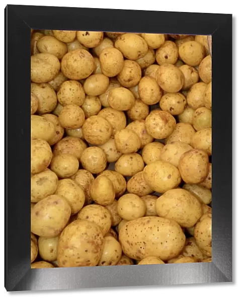 Gala Potatoes -Solanum tuberosum-