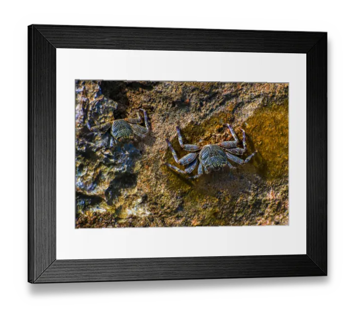 Framed Print : Sally-light-foot crab -Grapsus albolineatus-, Wakatobi Dive Resort, Sulawesi, Indonesia Framed Print : Sally-light-foot crab -Grapsus albolineatus-, Wakatobi Dive Resort, Sulawesi, Indonesia
