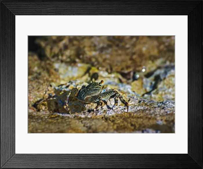 Framed Print : Sally-light-foot crab -Grapsus albolineatus-, Wakatobi Dive Resort, Sulawesi, Indonesia Framed Print : Sally-light-foot crab -Grapsus albolineatus-, Wakatobi Dive Resort, Sulawesi, Indonesia