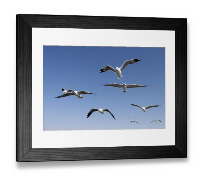 Framed Print : Gulls or Seagulls -Laridae-, in flight, at Inle Lake, Shan State, Myanmar
