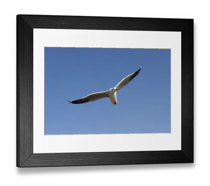 Framed Print : Gull or Seagull -Laridae-, in flight, at Inle Lake, Shan State, Myanmar Framed Print : Gull or Seagull -Laridae-, in flight, at Inle Lake, Shan State, Myanmar