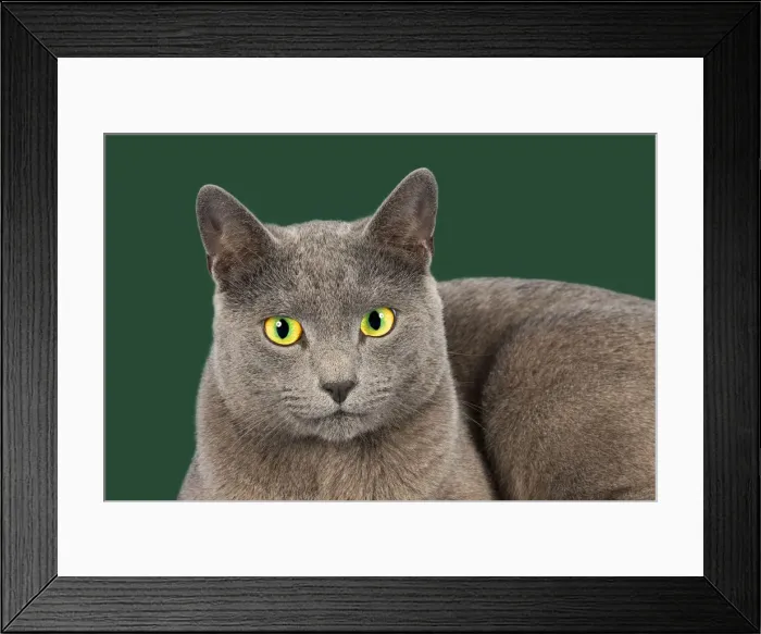 Framed Print : Russian Blue, purebred cat Framed Print : Russian Blue, purebred cat