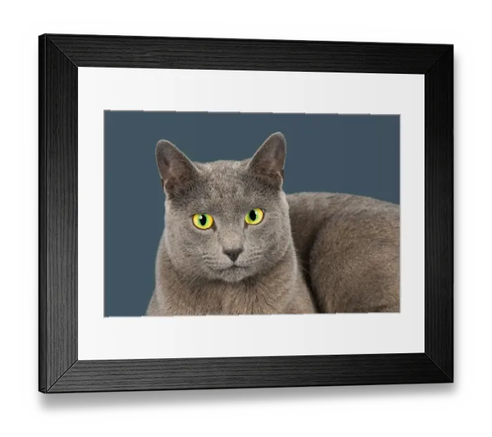 Framed Print : Russian Blue, purebred cat Framed Print : Russian Blue, purebred cat