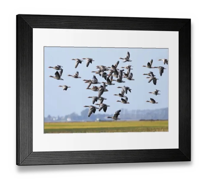 Framed Print : Flying greylag geese -Anser anser-, bird migration, fall migration, Mecklenburg-Western Pomerania, Germany Framed Print : Flying greylag geese -Anser anser-, bird migration, fall migration, Mecklenburg-Western Pomerania, Germany