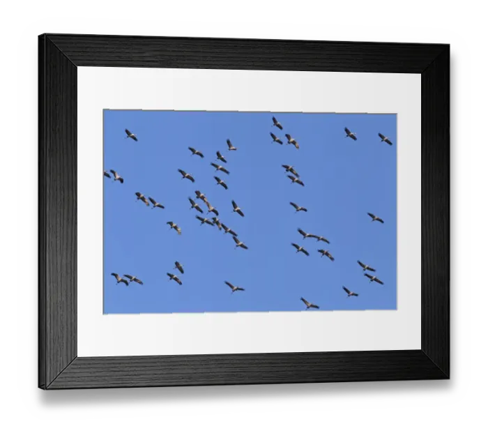 Framed Print : Flying gray cranes -Grus grus-, bird migration, Rugen-Bock region, Western Pomerania Lagoon Area National Park, Mecklenburg-Western Pomerania, Germany Framed Print : Flying gray cranes -Grus grus-, bird migration, Rugen-Bock region, Western Pomerania Lagoon Area National Park, Mecklenburg-Western Pomerania, Germany