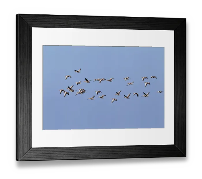 Framed Print : Flying greylag geese -Anser anser-, bird migration, fall migration, Western Pomerania Lagoon Area National Park, Mecklenburg-Western Pomerania, Germany Framed Print : Flying greylag geese -Anser anser-, bird migration, fall migration, Western Pomerania Lagoon Area National Park, Mecklenburg-Western Pomerania, Germany