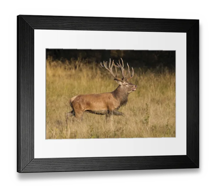 Framed Print : Red Deer -Cervus elaphus-, Copenhagen, Denmark