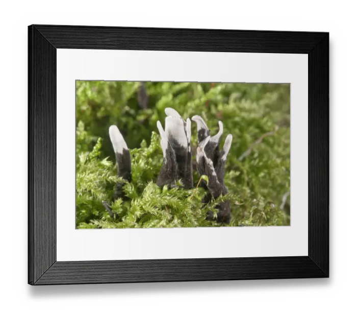 Framed Print : Candlestick fungus -Xylaria hypoxylon-, Baden-Wurttemberg, Germany Framed Print : Candlestick fungus -Xylaria hypoxylon-, Baden-Wurttemberg, Germany