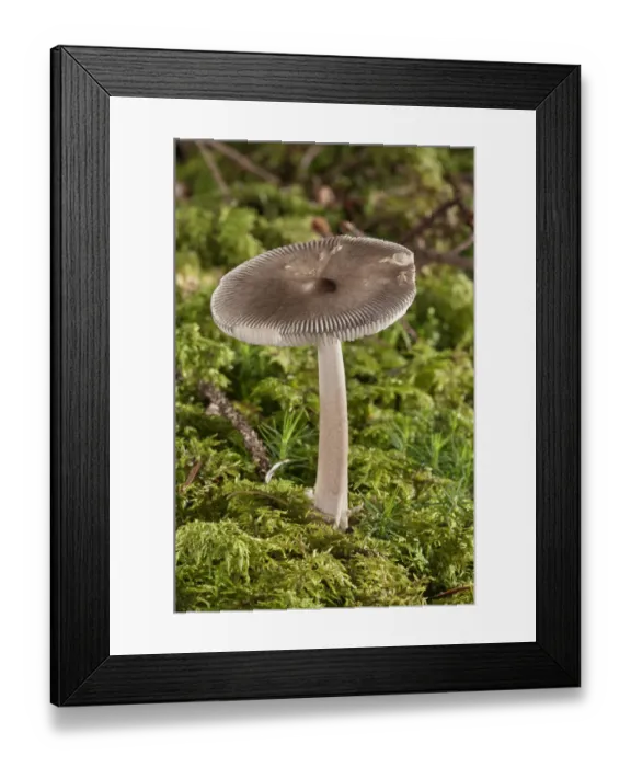 Framed Print : Umber-zoned ringless amanita -Amanita umbrinolutea-, Baden-Wurttemberg, Germany Framed Print : Umber-zoned ringless amanita -Amanita umbrinolutea-, Baden-Wurttemberg, Germany