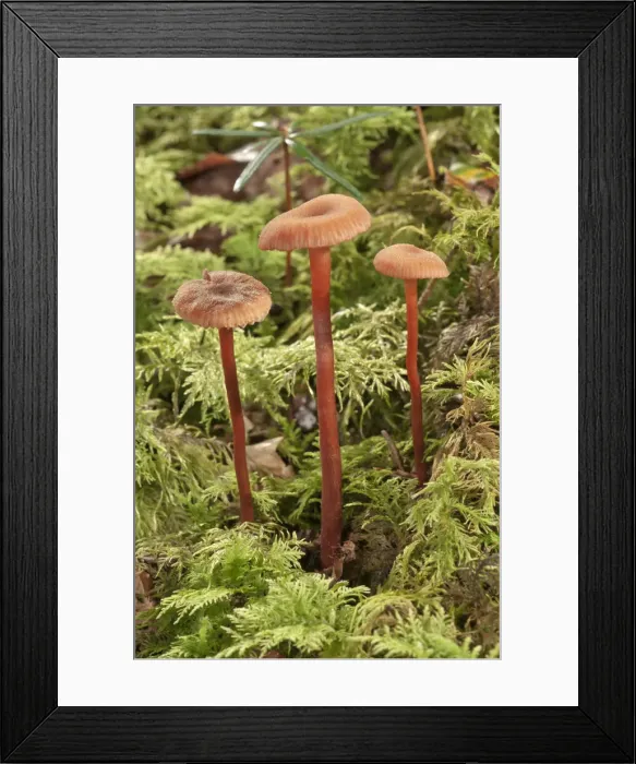 Framed Print : Waxy laccaria -Laccaria laccata-, Baden-Wurttemberg, Germany Framed Print : Waxy laccaria -Laccaria laccata-, Baden-Wurttemberg, Germany