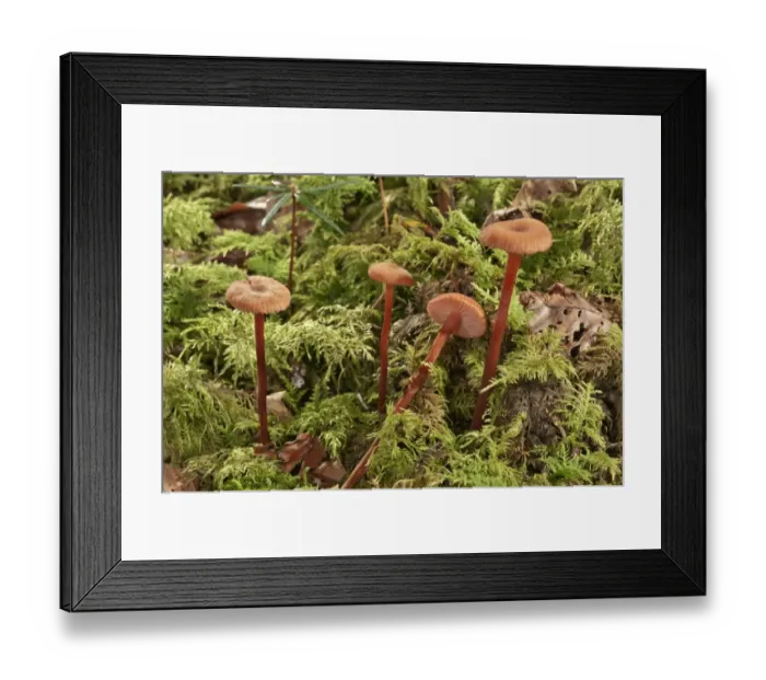 Framed Print : Waxy laccaria -Laccaria laccata-, Baden-Wurttemberg, Germany
