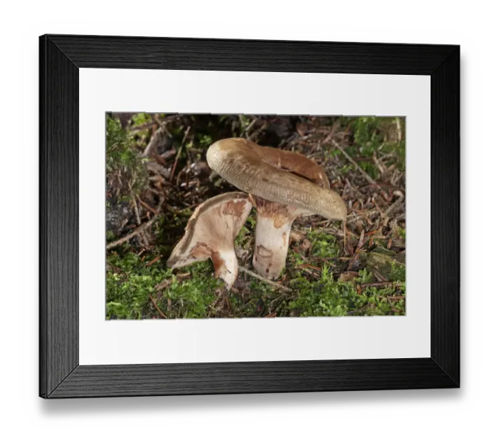 Framed Print : Brown roll-rim -Paxillus involutus-, Baden-Wurttemberg, Germany Framed Print : Brown roll-rim -Paxillus involutus-, Baden-Wurttemberg, Germany
