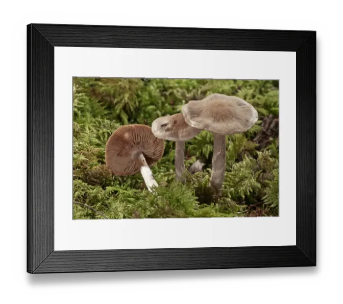 Framed Print : Cortinarius pseudosalor, Baden-Wurttemberg, Germany Framed Print : Cortinarius pseudosalor, Baden-Wurttemberg, Germany