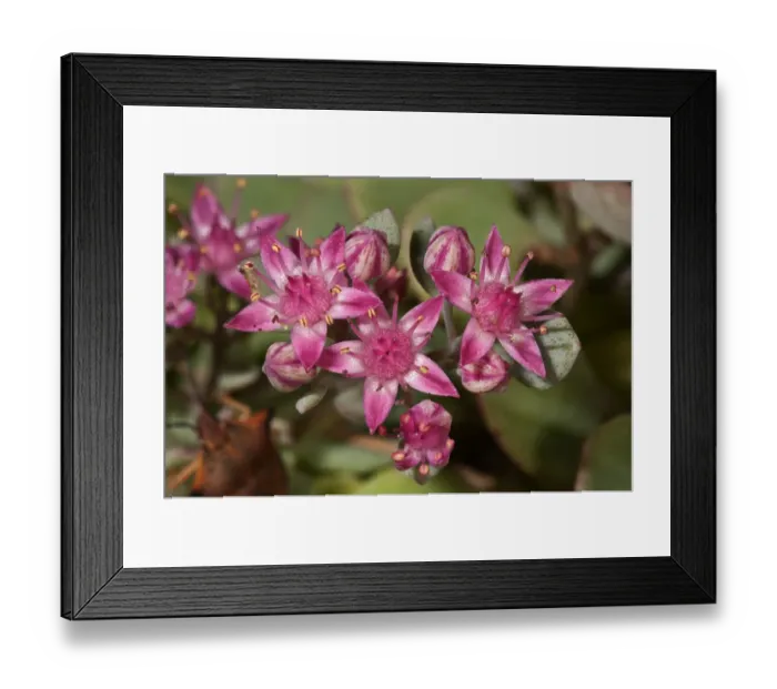 Framed Print : Sedum cyaneum, Baden-Wurttemberg, Germany Framed Print : Sedum cyaneum, Baden-Wurttemberg, Germany