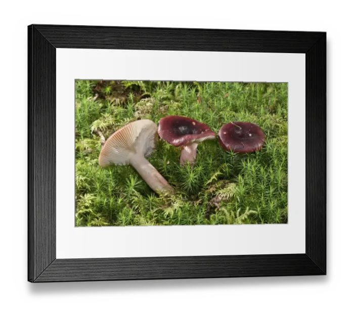 Framed Print : Roter Heringstaubling -Russula erythropoda-, Baden-Wurttemberg, Germany Framed Print : Roter Heringstaubling -Russula erythropoda-, Baden-Wurttemberg, Germany