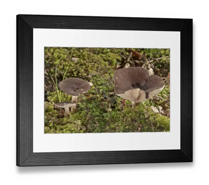 Framed Print : Milkcap -Lactarius picinus-, Baden-Wurttemberg, Germany
