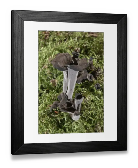 Framed Print : Horn of plenty -Craterellus cornucopioides-, Baden-Wurttemberg, Germany Framed Print : Horn of plenty -Craterellus cornucopioides-, Baden-Wurttemberg, Germany
