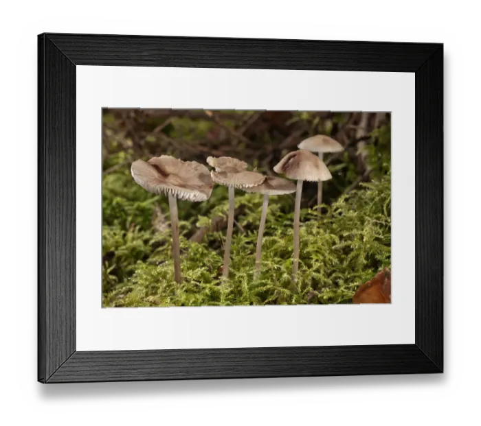 Framed Print : Mycena zephirus -Mycena zephirus-, Baden-Wurttemberg, Germany Framed Print : Mycena zephirus -Mycena zephirus-, Baden-Wurttemberg, Germany