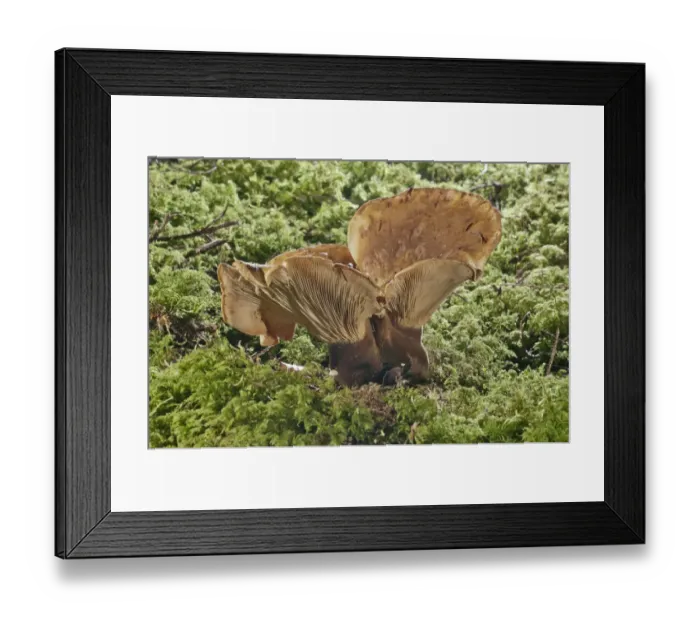 Framed Print : Velvet roll-ri -Tapinella atrotomentosa-, Baden-Wurttemberg, Germany Framed Print : Velvet roll-ri -Tapinella atrotomentosa-, Baden-Wurttemberg, Germany