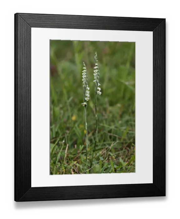 Framed Print : Autumn ladys-tresses -Spiranthes spirales-, Baden-Wurttemberg, Germany
