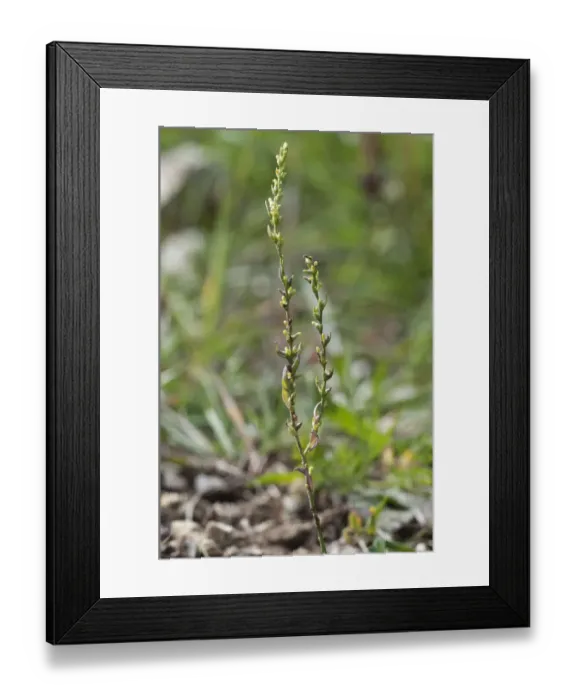 Framed Print : Spurge Flax -Thymelaea passerina-, Baden-Wurttemberg, Germany Framed Print : Spurge Flax -Thymelaea passerina-, Baden-Wurttemberg, Germany