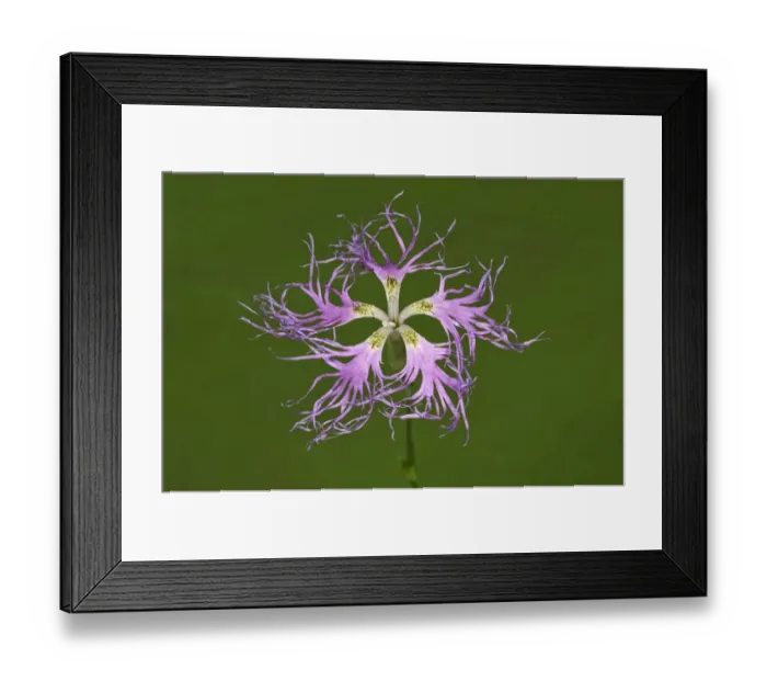 Framed Print : Large Pink -Dianthus superbus- single flower, Baden-Wurttemberg, Germany Framed Print : Large Pink -Dianthus superbus- single flower, Baden-Wurttemberg, Germany