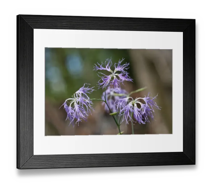 Framed Print : Large Pink -Dianthus superbus-, Baden-Wurttemberg, Germany Framed Print : Large Pink -Dianthus superbus-, Baden-Wurttemberg, Germany