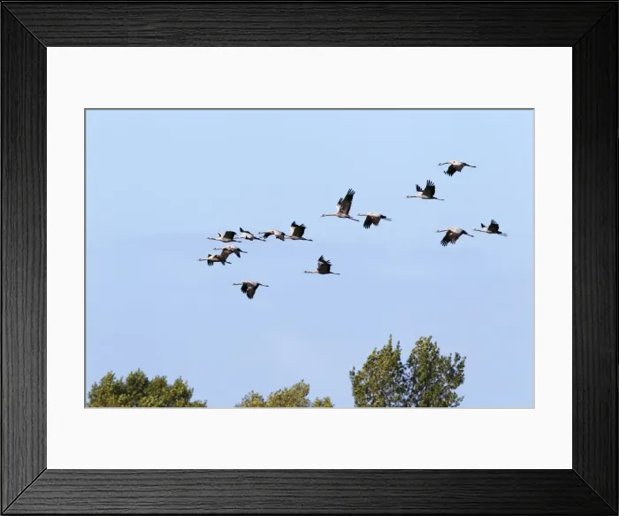 Framed Print : Flying gray cranes -Grus grus-, bird migration, Rugen-Bock region, Western Pomerania Lagoon Area National Park, Mecklenburg-Western Pomerania, Germany Framed Print : Flying gray cranes -Grus grus-, bird migration, Rugen-Bock region, Western Pomerania Lagoon Area National Park, Mecklenburg-Western Pomerania, Germany