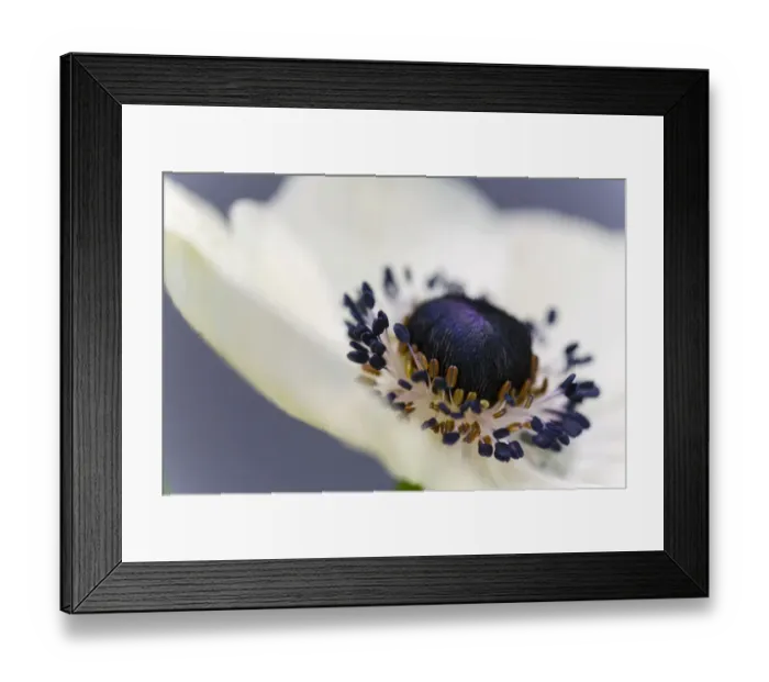 Framed Print : Anemone, macro, Germany Framed Print : Anemone, macro, Germany