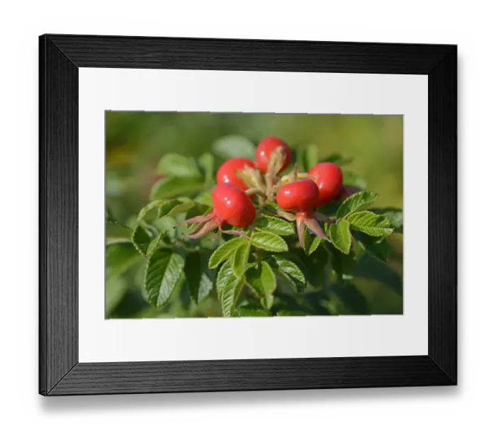Framed Print : Rose hips of the Rugosa Rose -Rosa rugosa- Framed Print : Rose hips of the Rugosa Rose -Rosa rugosa-