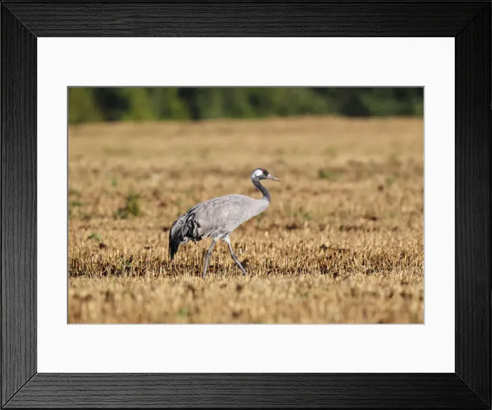 Framed Print : Crane on harvested cornfield, gray crane -Grus grus-, bird migration, fall migration, Rugen-Bock region, Mecklenburg-Western Pomerania, Germany Framed Print : Crane on harvested cornfield, gray crane -Grus grus-, bird migration, fall migration, Rugen-Bock region, Mecklenburg-Western Pomerania, Germany