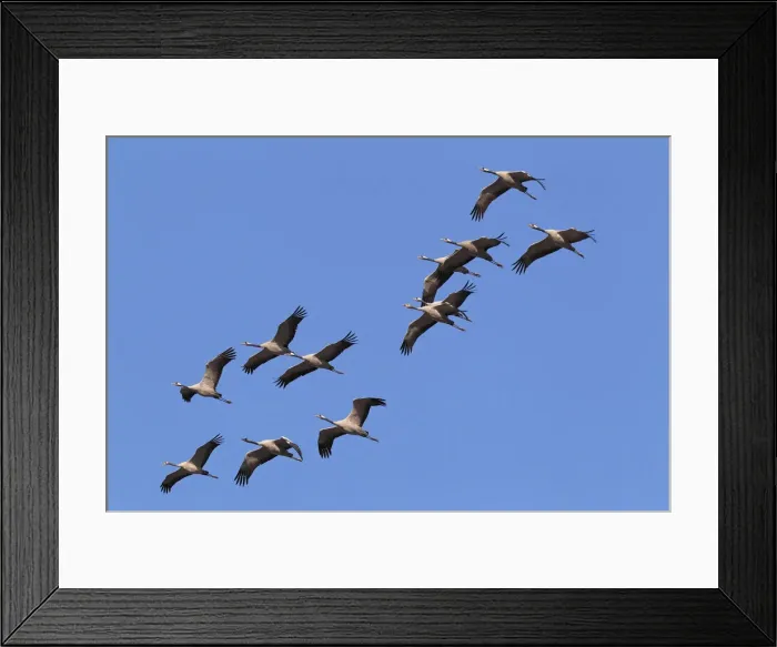 Framed Print : Flying gray cranes -Grus grus-, bird migration, Rugen-Bock region, Western Pomerania Lagoon Area National Park, Mecklenburg-Western Pomerania, Germany Framed Print : Flying gray cranes -Grus grus-, bird migration, Rugen-Bock region, Western Pomerania Lagoon Area National Park, Mecklenburg-Western Pomerania, Germany