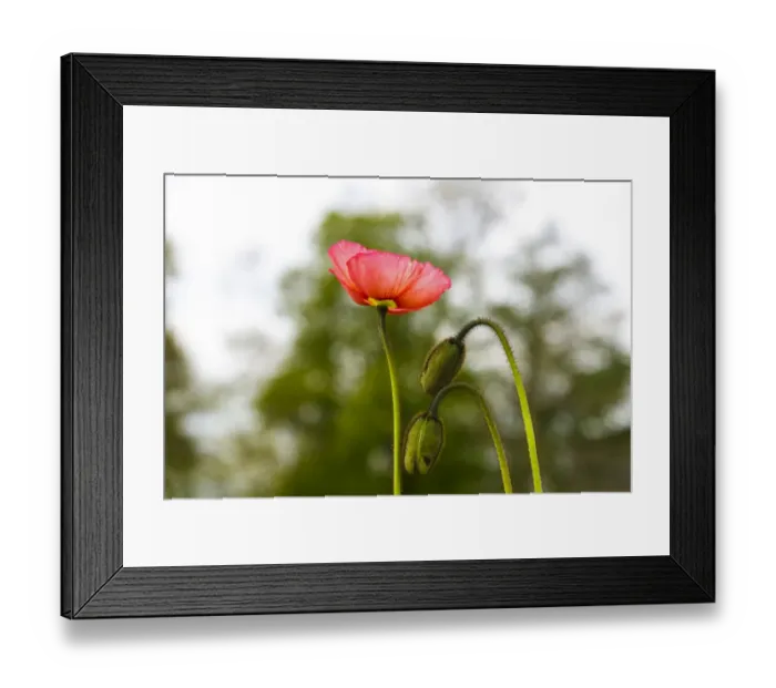 Framed Print : Poppy -Papaveraceae- Framed Print : Poppy -Papaveraceae-