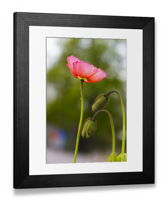 Framed Print : Poppy -Papaveraceae-