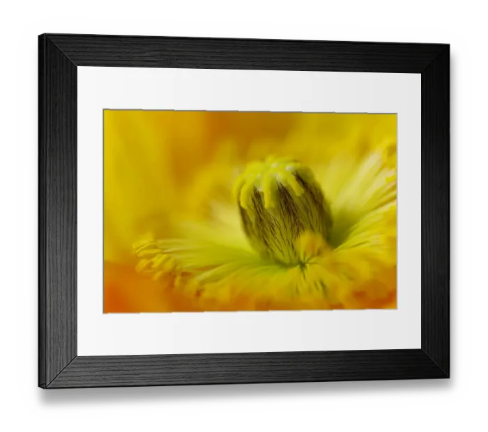 Framed Print : Poppy -Papaveraceae- Framed Print : Poppy -Papaveraceae-