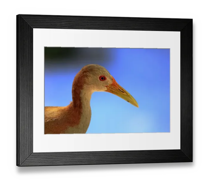Framed Print : Giant Wood Rail -Aramides ypecaha-, adult, captive, native to South America, Eastern Cape, South Africa Framed Print : Giant Wood Rail -Aramides ypecaha-, adult, captive, native to South America, Eastern Cape, South Africa