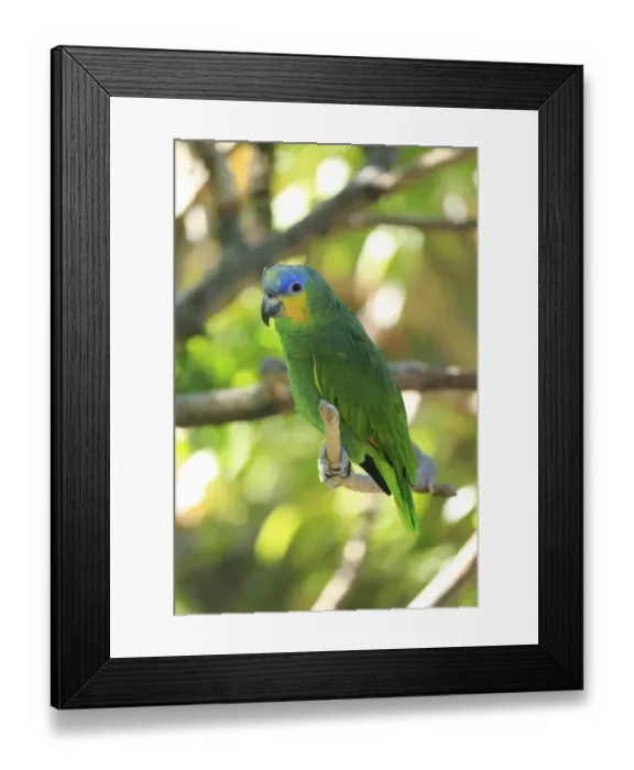 Framed Print : Orange-winged Amazon -Amazona amazonica-, adult on tree, native to South America, captive Framed Print : Orange-winged Amazon -Amazona amazonica-, adult on tree, native to South America, captive