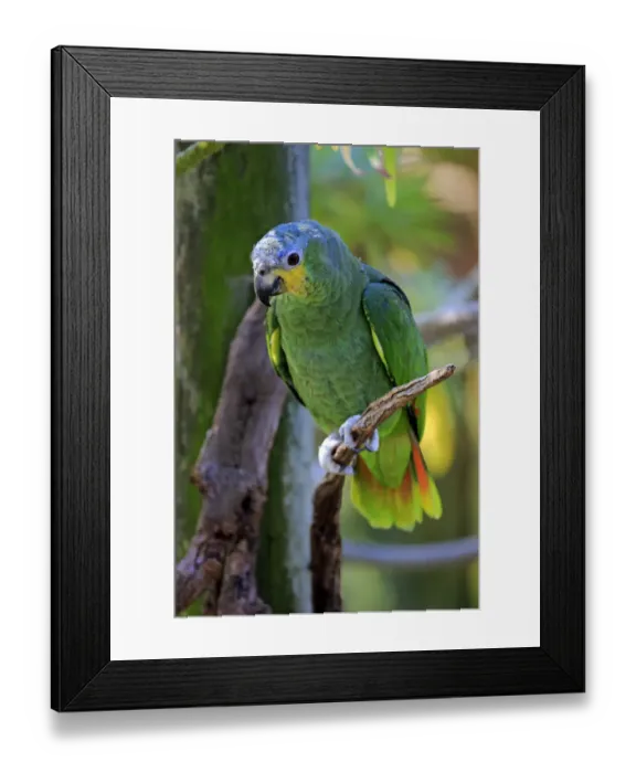 Framed Print : Orange-winged Amazon -Amazona amazonica-, adult on tree, native to South America, captive Framed Print : Orange-winged Amazon -Amazona amazonica-, adult on tree, native to South America, captive