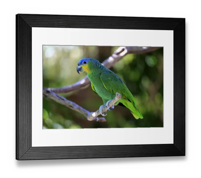 Framed Print : Orange-winged Amazon -Amazona amazonica-, adult on tree, native to South America, captive Framed Print : Orange-winged Amazon -Amazona amazonica-, adult on tree, native to South America, captive