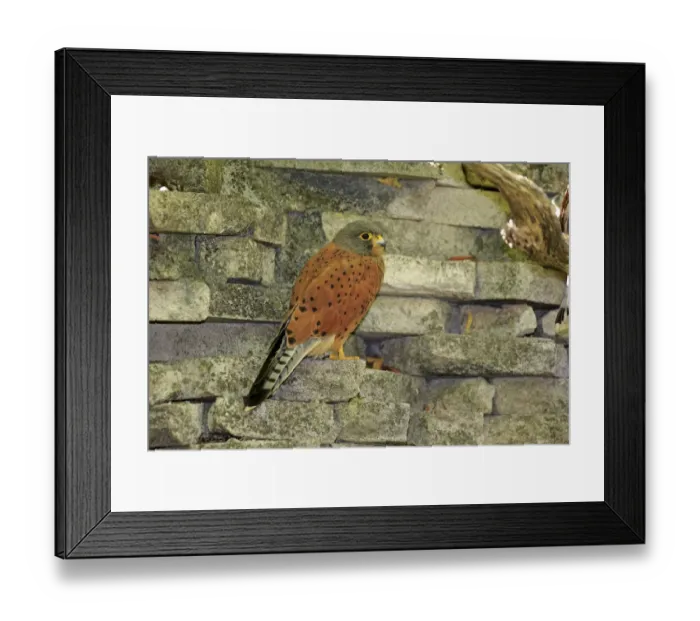 Framed Print : Common Kestrel -Falco tinnunculus-, adult male on wall, Western Cape, South Africa Framed Print : Common Kestrel -Falco tinnunculus-, adult male on wall, Western Cape, South Africa