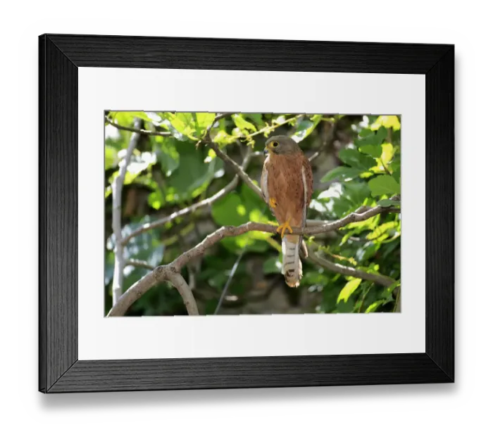 Framed Print : Common Kestrel -Falco tinnunculus-, adult male on tree, Western Cape, South Africa Framed Print : Common Kestrel -Falco tinnunculus-, adult male on tree, Western Cape, South Africa