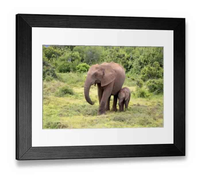 Framed Print : African elephant -Loxodonta africana- foraging mother with young, Addo Elephant National Park, Eastern Cape, South Africa Framed Print : African elephant -Loxodonta africana- foraging mother with young, Addo Elephant National Park, Eastern Cape, South Africa
