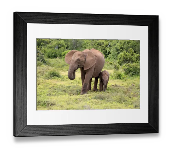 Framed Print : African elephant -Loxodonta africana- foraging mother with young, Addo Elephant National Park, Eastern Cape, South Africa