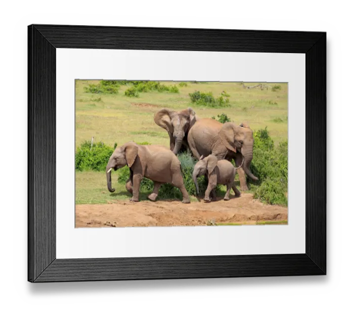 Framed Print : African Elephants -Loxodonta africana-, group with young, Addo Elephant National Park, Eastern Cape, South Africa
