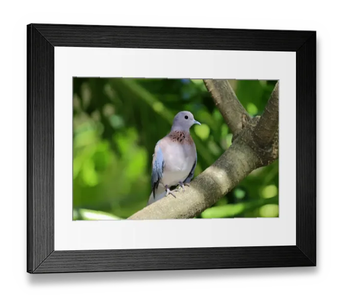 Framed Print : Laughing Dove -Streptopelia senegalensis-, adult on tree, South Africa