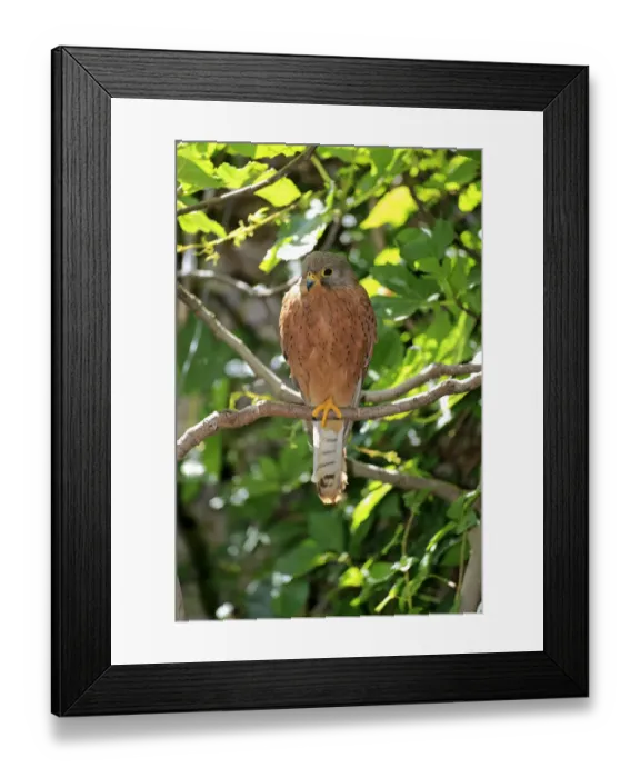 Framed Print : Common Kestrel -Falco tinnunculus-, adult male on tree, Western Cape, South Africa Framed Print : Common Kestrel -Falco tinnunculus-, adult male on tree, Western Cape, South Africa