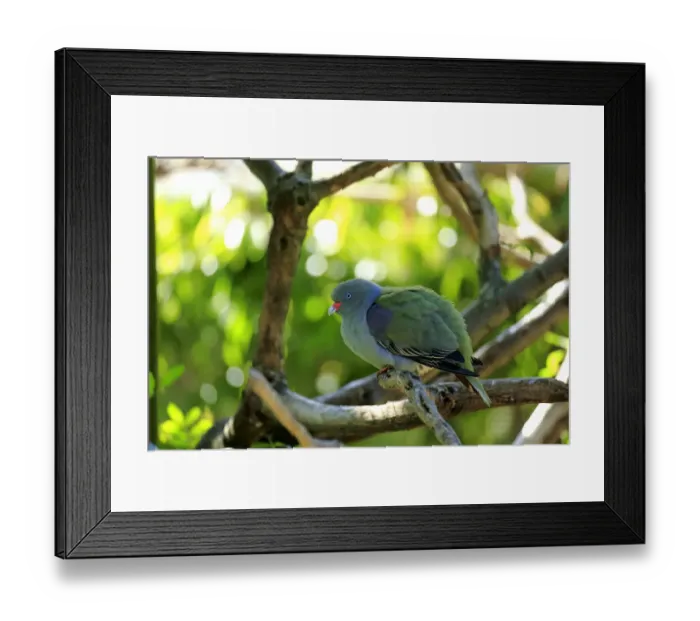 Framed Print : African Green Pigeon -Treron calva-, adult on tree, captive Framed Print : African Green Pigeon -Treron calva-, adult on tree, captive